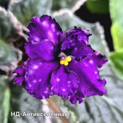 НД-Антивселенная